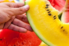 20+ Yellow Flesh - Moon and Stars Watermelon Seeds -- NON GMO - Heirloom - FRESH