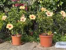 Exotic Hibiscus Rosa-Sinensis Live Plant flowers Size 15cm.Healthy Plant 10L Pot