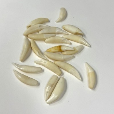Lot Of 20 Damaged Assorted Badger Fangs Teeth Goth Real Taxidermy Cleaned #0935