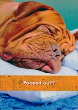 Designer Greetings Wrinkly Dog Pooped Out Funny / Humorous Get Well Card