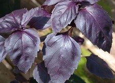 Basil Herb Seeds- Purple Dark Opal- 200 Seeds     1.69 Max Shipping/order