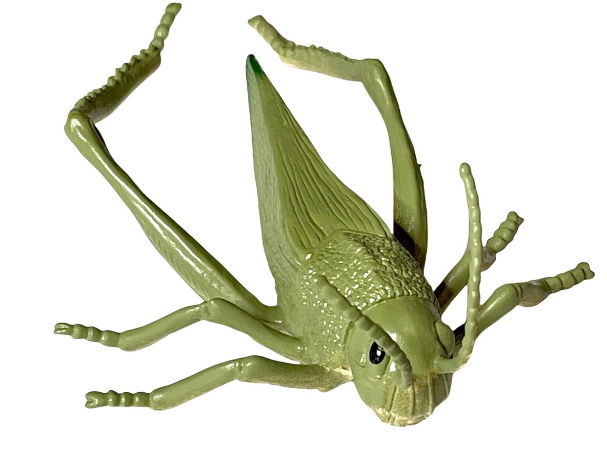 Beautifully Detailed Realistic American Grasshopper Insect Bug 5