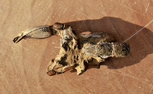 Australian Scorpion Mud Lobster • Thalassina anomala • 5.0" long