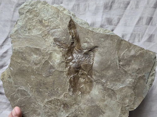 Anomoepus Jurassic Dinosaur Footprint Fossil Track *Rare* Connecticut 