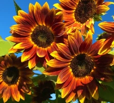 Earthwalker Sunflower Seeds - Heirloom Non GMO Open-Pollinator Flower Seeds