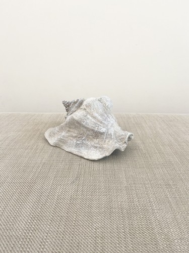 Next Grey Concrete Effect Shell Ornament Sculpture/home Office Sea Deco Gift New - Picture 3 of 6
