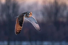 Short Eared Owl in Flight at Sunset by Jim Cumming Wildlife Photography