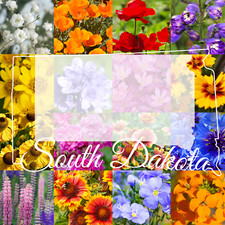 1 Pound South Dakota Western Bulk Wildflower Seed Mix 1lb Covers 3,200sq-ft 89.95 per gallon