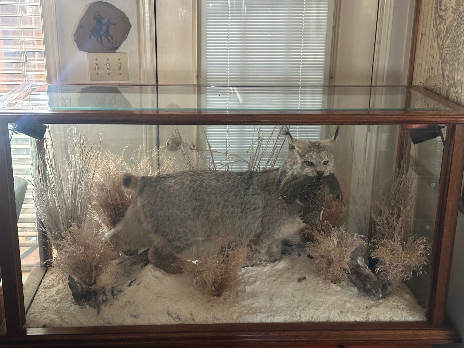 Canadian Lynx with Quail in its Mouth in Oak and Glass Display with 2 Lights.