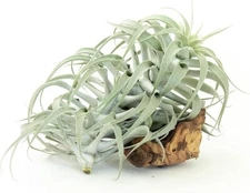 Tillandsia Cacticola Long Form Silver Air Plants - Easy Care Indoor/Outdoor