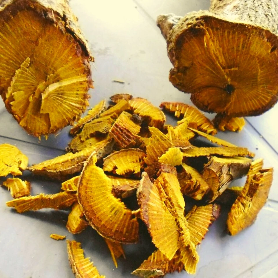 Falso polvo de madera de calumba | Ceilán natural orgánico Coscinium Fenestratum herbal Foto 2 de 3