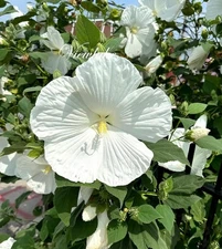 White Saucer/ Dinner Plate Hibiscus Perennial Flower 50+ Seeds USA Home Grown