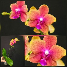 Phalaenopsis "Bronze Buddha". Scented Flowers. 1 Flower Spike. 12Cm Pot.