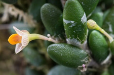 Dendrobium lichenastrum,Species rare orchids plant.