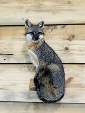 Beautiful Gray fox mount .No reserve