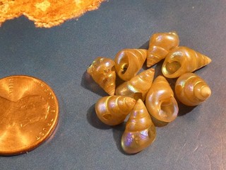 ANTIQUE TASMANIAN MAIREENER IRRIDESCENT BLUE NATURAL SHELL 9 BEADS YOU GET ALL