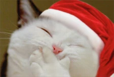 Smiling Kitten with Paw Over Mouth Cute Cat Box of 12 Nobleworks Christmas Cards