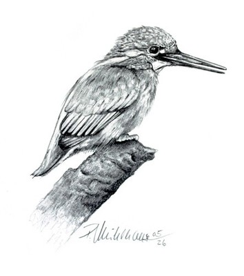Handgefertigte Bleistift-Zeichnung eines Eisvogels