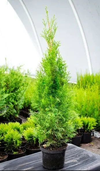 Thuja Occidentalis Smaragd online kaufen | eBay.de