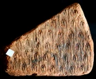 Big Museum Quality Carboniferous fossil plant lycopod Lepidodendron jaraczewski