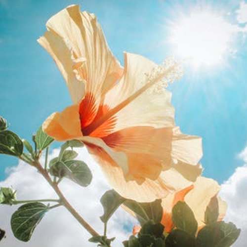 HIBISCUS Fragrance Oil for Candles Soaps Lotions DIY Bath Products