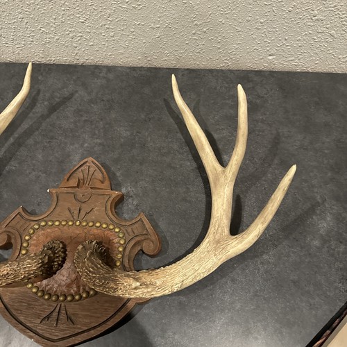 8 Point Whitetail Deer Antler Mount Midwest - Picture 2 of 5