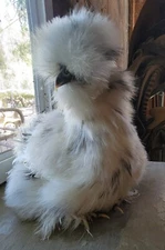 (6) Show Quality Silkie Bearded & Crested Fertile Hatching Eggs, Shipped in Foam