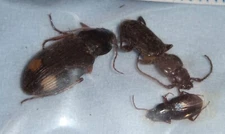 Carabidae 3 Carabids from India #34 Carabid Carabus Beetle Insect Calosoma