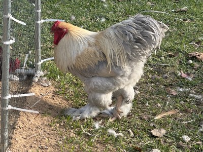 6+2 Isabella Brahma Hatching   Pure Breed