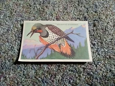 Vtg Loma Linda Food Bird Advertising Cereal Trade Card Red-Shafted Woodpecker