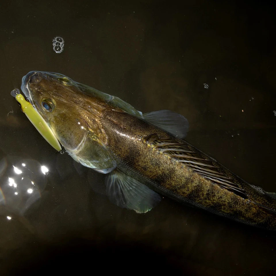Hybrida Zanderkönig 2.0 Wobbler 12cm 21g Kunstköder Hardbait Zander Barsch - Bild 3 von 4