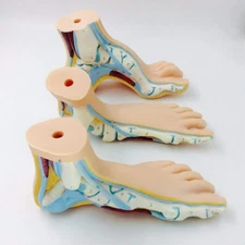 Kit of 3 pcs Normal Flat & Arched Foot Models anatomical model training