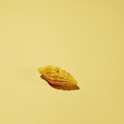 Hand Picked Hawaiian Sea Shell - Mitra Gloriola
