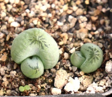 Bulbine mesemb. namaquensis Smaller variety, neat leaf colors LIVE PLANT