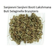 Sanjeevni Sanjivni Booti Lakshmana Buti Selaginella Bryopteris 50gm 1.7 OZ .