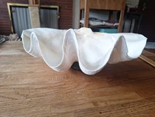 Natural Giant Clam Shell (Half Shell) Tridacna Gigas 17” x 10 1/2” x 6 1/4"