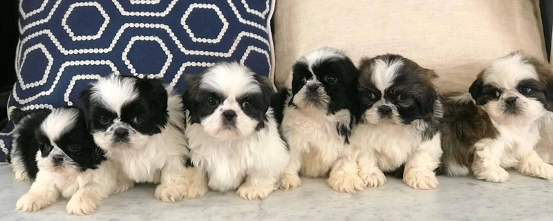 Pedigree Shih Tzu Pups Dogs Puppies Gumtree Australia Melton Area Rockbank 1258724420