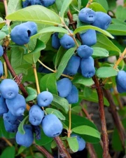 1 - BOREALIS HONEYBERRY - 1 Gallon Healthy Live Plant - GREAT FRESH & IN JAMS