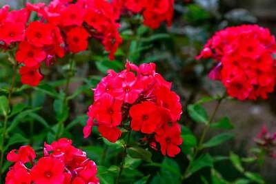 SEEDVILLE USA 800 RED DRUMMOND PHLOX (Texas Pride) Phlox Drummondii Flower Seeds