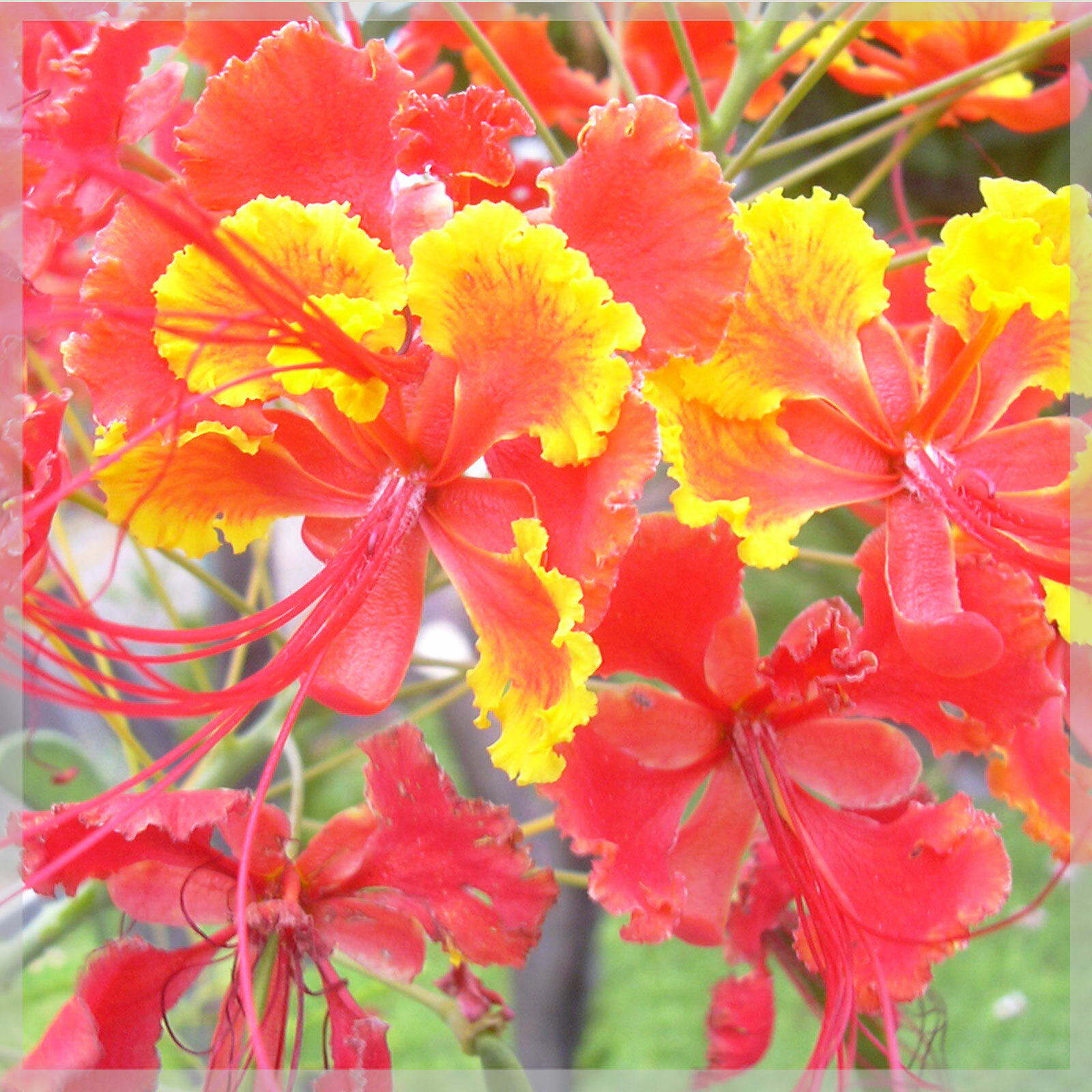 Graines Orgueil De Chine - Caesalpinia Pulcherrima - 10 Graines Pour Plante Tropicale Fleurie