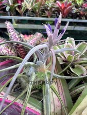 Bromeliad Sale Tillandsia ehlersiana species 