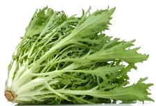 Green Curled Endive Seeds | Non-GMO | Fresh Garden Seeds