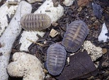 RARE HIGHLY SOUGHT AFTER Silver Ghost 10ct LIVE Isopods-bioactive,plant
