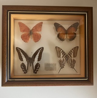 Framed butterfly taxidermy with full name indication on the back 19cm x17cm