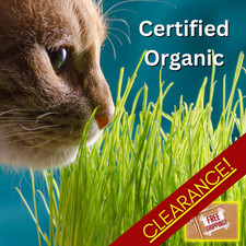 Fresh Cat Grass Seeds  Wheatgrass  Cats  Health  Heirloom Non-GMO  Pets