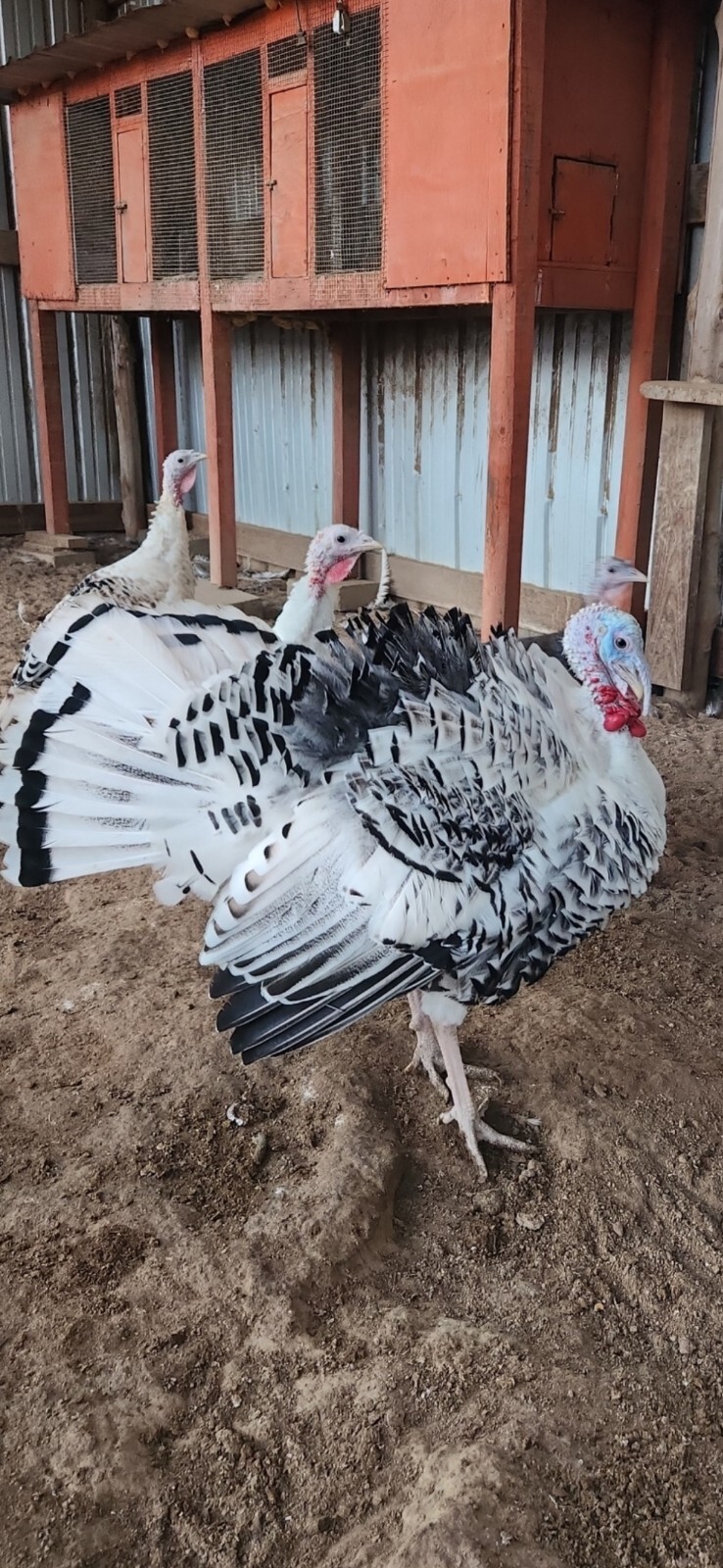 5+1 Midget Turkey Hatching Eggs (Variety OF Colors) Npip/AI Clean eBay