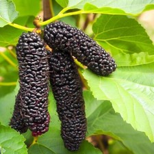 Schwarze Maulbeere Illinois Everbearing 2L - Obstpflanzensämling