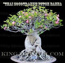 ADENIUM THAI SOCOTRANUM " PETCH BANNA " 20 SEEDS NEW  RARE, GREAT FOR BONSAI