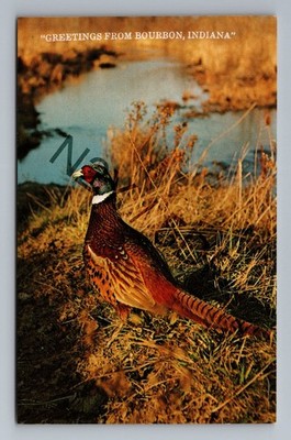 Greetings From Bourbon Indiana Ringneck Pheasant Wildlife Chrome Postcard