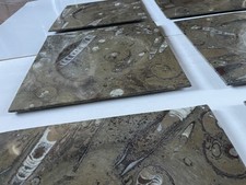 Piatti con Ammoniti. In Pietra